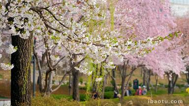 樱花韩国4月背景